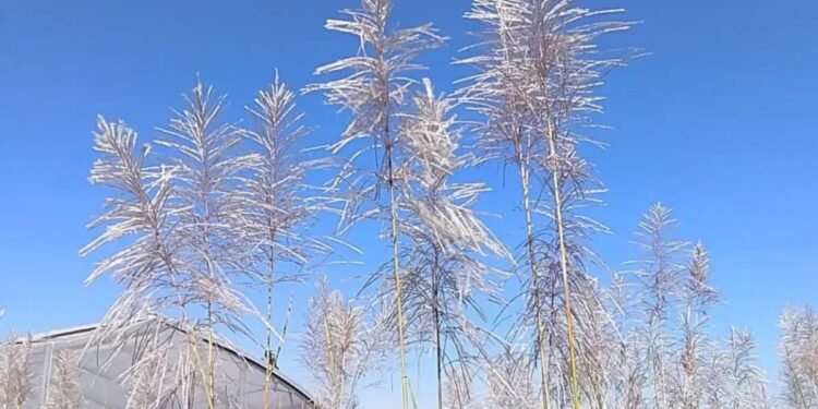 De cientos de plántulas de caña solo unas pocas avanzan