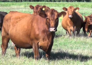 Una nueva etapa en la prevención de la brucelosis bovina en Argentina