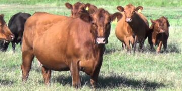 Una nueva etapa en la prevención de la brucelosis bovina en Argentina