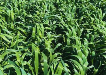 Avena para el invierno: lanzan un cultivar que extiende el ciclo y eleva la oferta forrajera