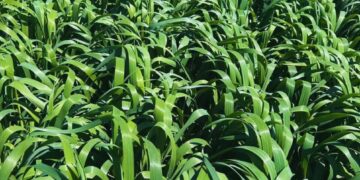 Avena para el invierno: lanzan un cultivar que extiende el ciclo y eleva la oferta forrajera