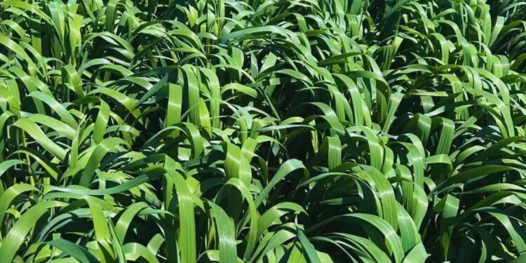Avena para el invierno: lanzan un cultivar que extiende el ciclo y eleva la oferta forrajera