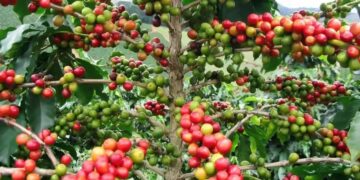 Tucumán rumbo a ser tierra de café: una oportunidad histórica para un cultivo con identidad propia
