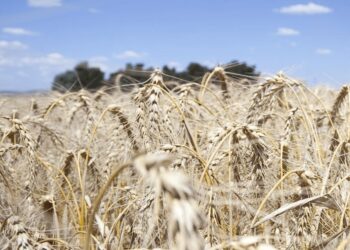 En el trigo se espera un récord de producción, pero preocupa la baja de los precios internacionales