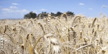 En el trigo se espera un récord de producción, pero preocupa la baja de los precios internacionales