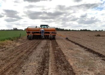 Alfalfa 2026 en el radar: la precisión comienza en la planificación del cultivo