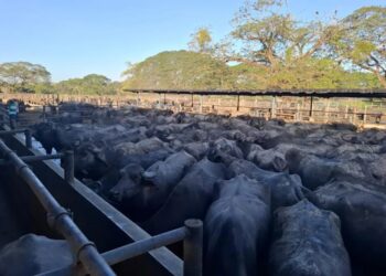 El consumo de carne, queso y leche de búfalo está en aumento