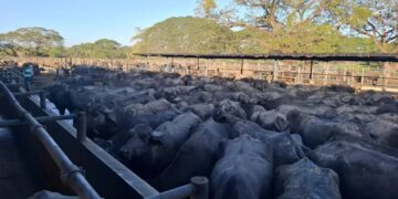 El consumo de carne, queso y leche de búfalo está en aumento