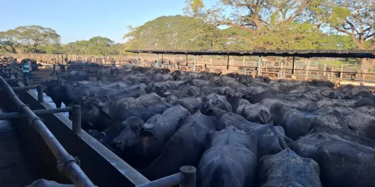 El consumo de carne, queso y leche de búfalo está en aumento