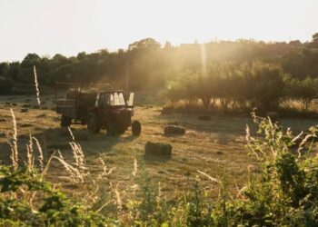 El agro aporta cerca del 20% de la economía argentina y lidera el ingreso de dólares