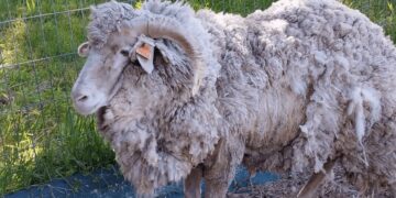 En la Patagonia preocupan los brotes de sarna ovina y piden a SENASA extremar la prevención