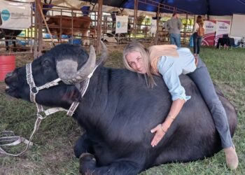 Piojos en búfalos: la amenaza silenciosa que resta kilos y leche