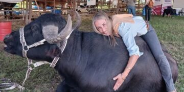 Piojos en búfalos: la amenaza silenciosa que resta kilos y leche