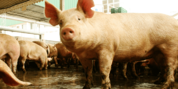 Productores de España ya sienten el golpe de la peste porcina: caen fuerte los precios del cerdo