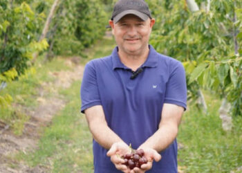 Cerezas en Comodoro: un proyecto apunta a cosechar más de 40 mil kilos de fruta de primera calidad la próxima temporada
