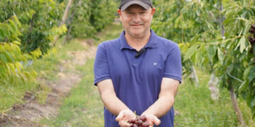 Cerezas en Comodoro: un proyecto apunta a cosechar más de 40 mil kilos de fruta de primera calidad la próxima temporada