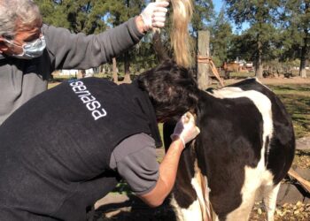 Senasa: Brucelosis, una zoonosis prevenible que afecta a los animales y a las personas