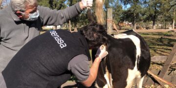 Senasa: Brucelosis, una zoonosis prevenible que afecta a los animales y a las personas
