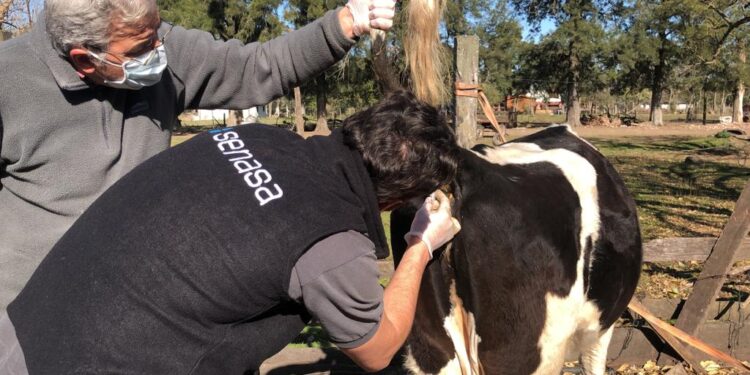 Senasa: Brucelosis, una zoonosis prevenible que afecta a los animales y a las personas