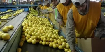 La exportación de cítricos australes se recuperó: la campaña del limón mejoró su perfil