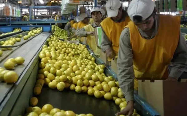 La exportación de cítricos australes se recuperó: la campaña del limón mejoró su perfil