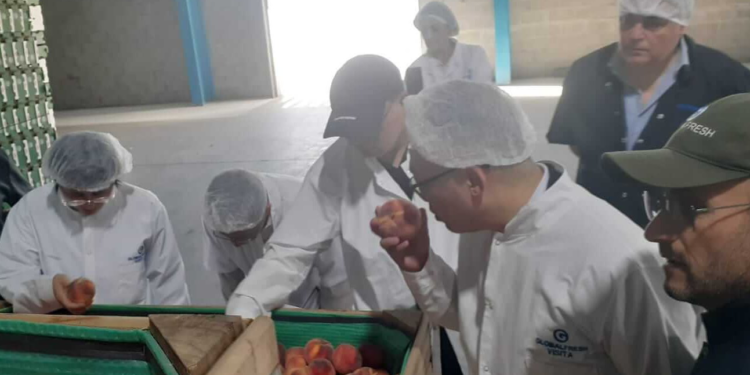 China sigue de cerca a las frutas de carozo argentinas y hay entusiasmo entre los exportadores