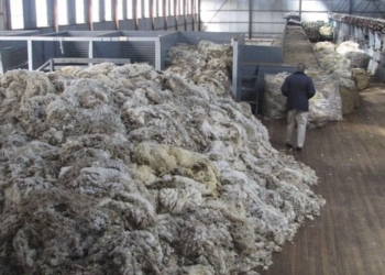 Una nueva categoría facilita exportación de lana sucia desde establecimientos rurales