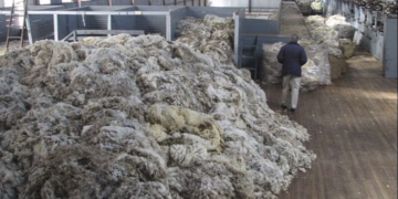 Una nueva categoría facilita exportación de lana sucia desde establecimientos rurales