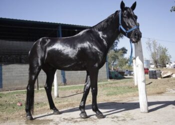 Líder mundial: Argentina exporta unos 250 caballos por mes vinculados al polo, las carreras y la equitación