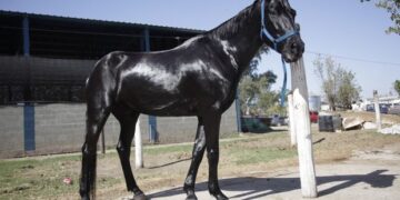 Líder mundial: Argentina exporta unos 250 caballos por mes vinculados al polo, las carreras y la equitación