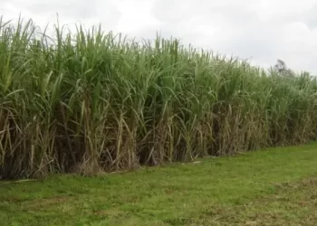 Caña de azúcar: ensayan nuevas estrategias para el manejo de malezas con drones y herbicidas
