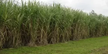 Caña de azúcar: ensayan nuevas estrategias para el manejo de malezas con drones y herbicidas