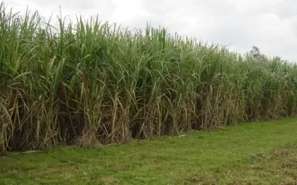 Caña de azúcar: ensayan nuevas estrategias para el manejo de malezas con drones y herbicidas