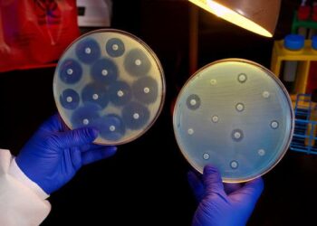 Superbacterias y agro: qué nos enseña la ciencia argentina para enfrentar la resistencia microbiana