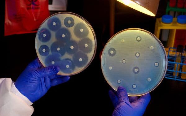 Superbacterias y agro: qué nos enseña la ciencia argentina para enfrentar la resistencia microbiana