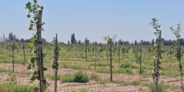 El “boom” del pistacho: buscan inversores para un nuevo proyecto productivo en San Juan
