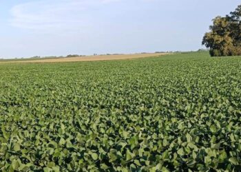 La sequía que alarma a la zona núcleo: en enero llovió menos de la mitad del promedio histórico