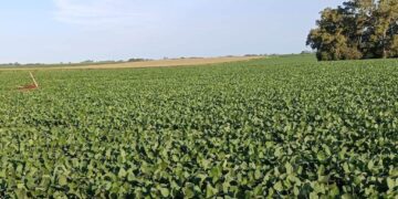 La sequía que alarma a la zona núcleo: en enero llovió menos de la mitad del promedio histórico