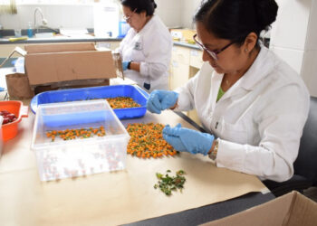 Semillas certificadas y mejoramiento genético impulsan alza de 70% en productividad agrícola