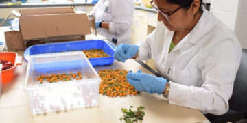 Semillas certificadas y mejoramiento genético impulsan alza de 70% en productividad agrícola