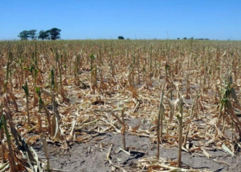 En el norte de Santa Fe la sequía no cedió y se extendió la emergencia agropecuaria