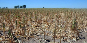 En el norte de Santa Fe la sequía no cedió y se extendió la emergencia agropecuaria