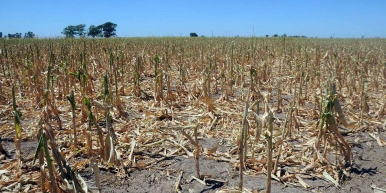 En el norte de Santa Fe la sequía no cedió y se extendió la emergencia agropecuaria