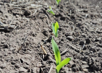 Se prorrogó la emergencia agropecuaria por sequía en el norte de Santa Fe
