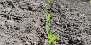 Se prorrogó la emergencia agropecuaria por sequía en el norte de Santa Fe