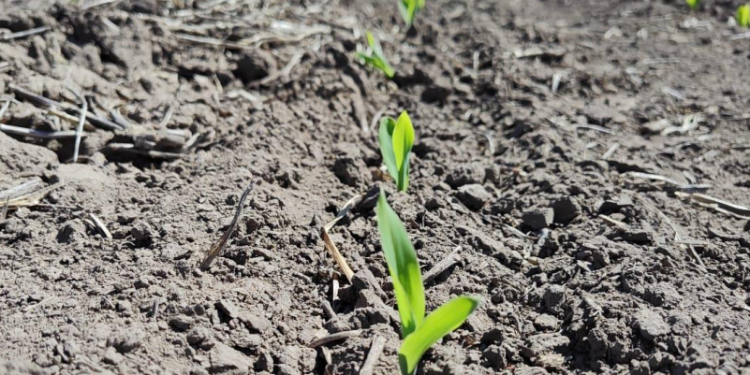 Se prorrogó la emergencia agropecuaria por sequía en el norte de Santa Fe