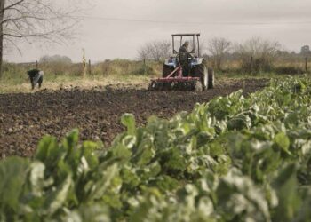 El presupuesto en Agricultura tendrá una baja del 10,9% en sus fondos