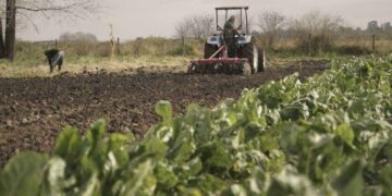 El presupuesto en Agricultura tendrá una baja del 10,9% en sus fondos