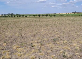 Extenderán la emergencia agropecuaria nacional para zonas de Santa Fe afectadas por sequía