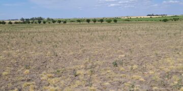 Extenderán la emergencia agropecuaria nacional para zonas de Santa Fe afectadas por sequía